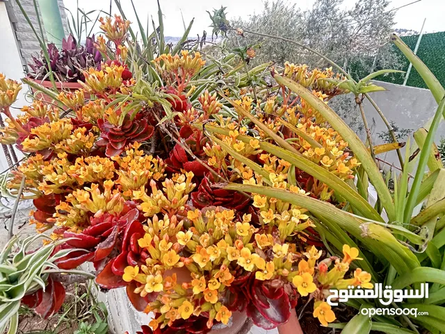 هبة ابوفارة