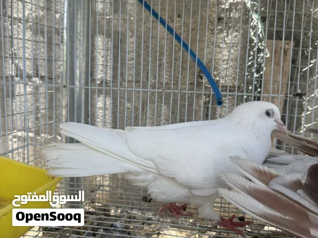 حمام زينة للبيع