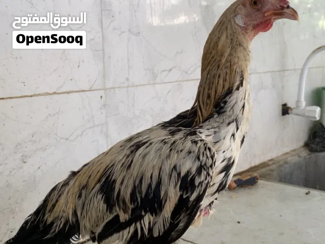 ديك باكستاني يضارب