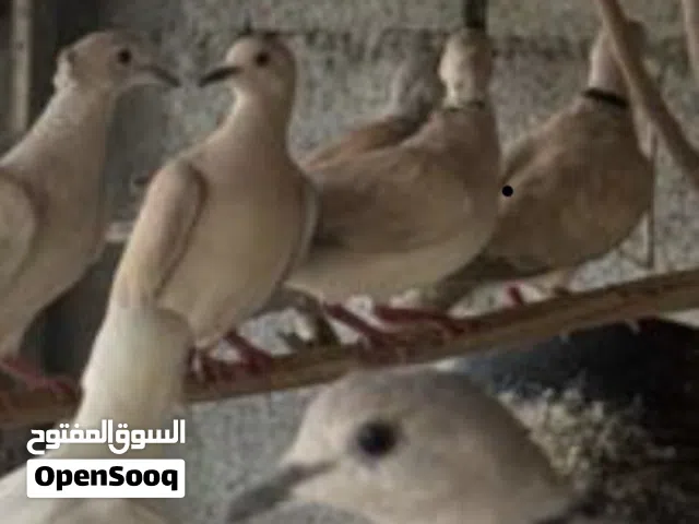مطلوب حمام عفاد