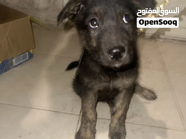 كلب جيرمن للبيع