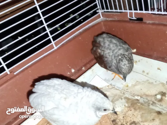 2ذكر سمان صيني (Button Quail) بحالة ممتاز، من طفرات نادرة وجميلة.