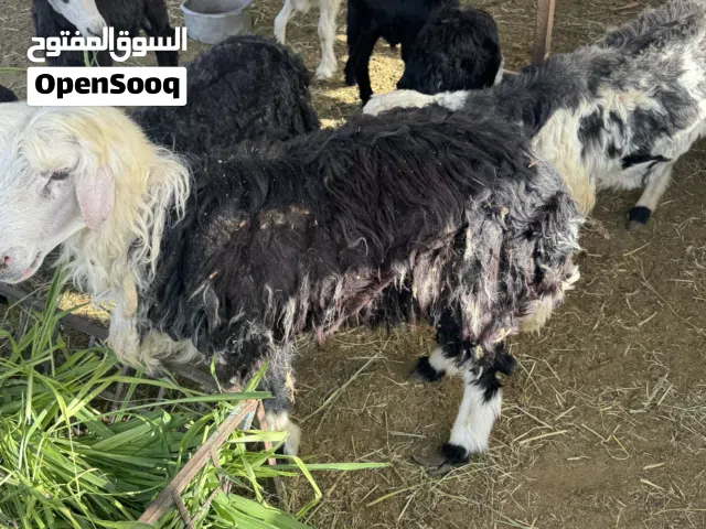 كبش عمر سنه وشهرين
