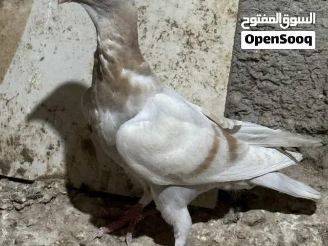 حمام /// معرفة النوع والسعر فقط