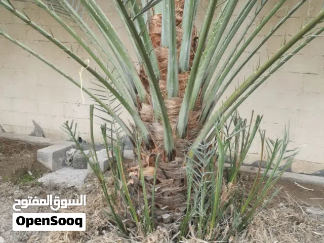 نخلة فرض كبير للبيع