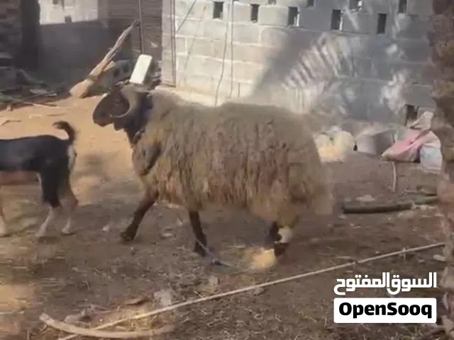 كبش نعيم ضخم صغير ف عمر خالي من أي عذروب  حار ماشالله على حلال كبش راهي هدي