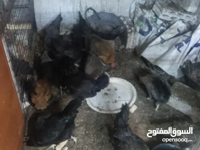 دجاج بلدي السعر 7 ونصف وحمام بلدي الجوز 3 د