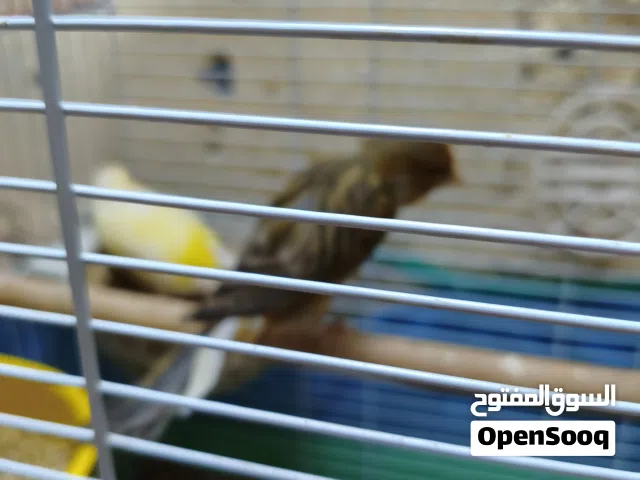 زوج كناري للبيع جاهزيه فول الفحل والنثيه على بيض حاليا