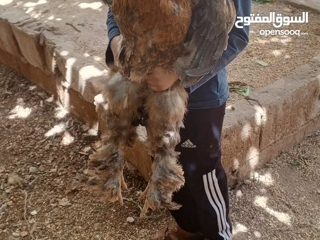 "جوز براهما ثقيل ونظيف – عمر سنة"