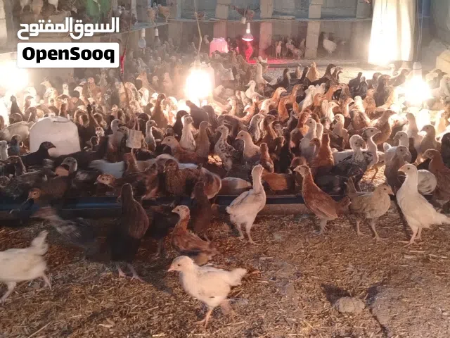 دجاج هجن فرنسي