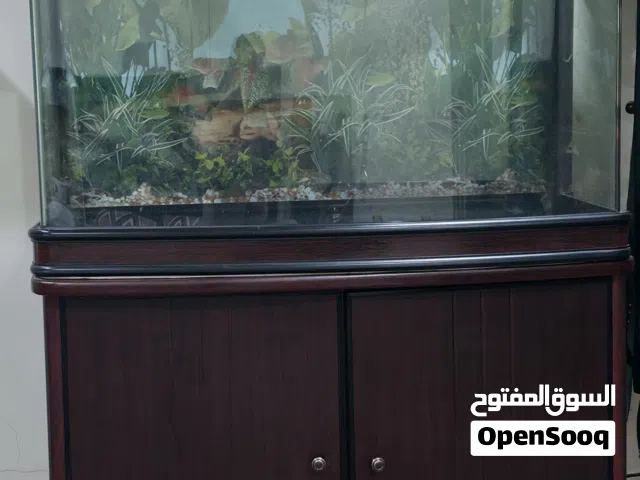 حوض سمك بدون سمك