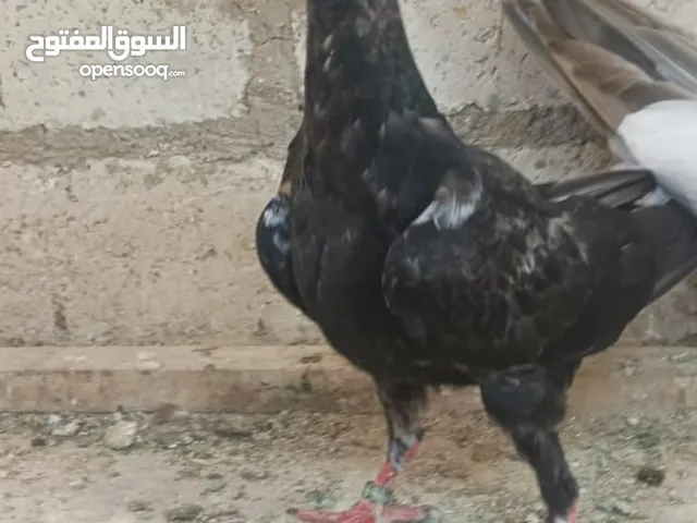 مخاليف سلافر