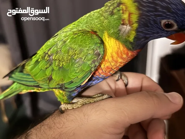 انثي لوري جميلة وتحب اللعب Female Loriini