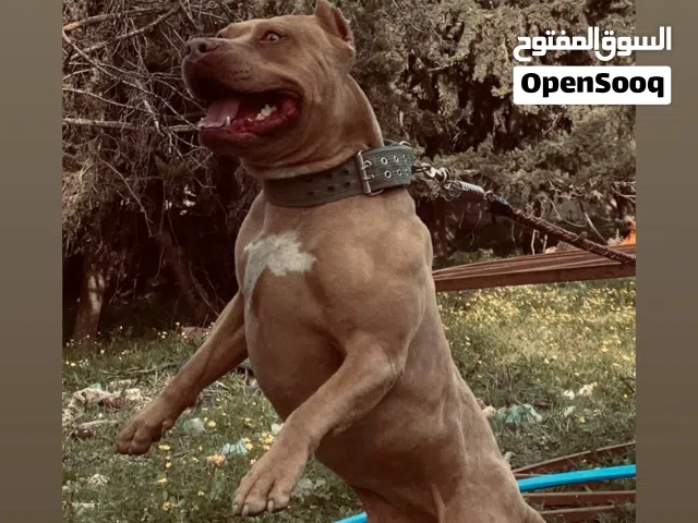كلب بتبول للبيع عمره سنه ونص بسعر مغري للبيع المستعجل