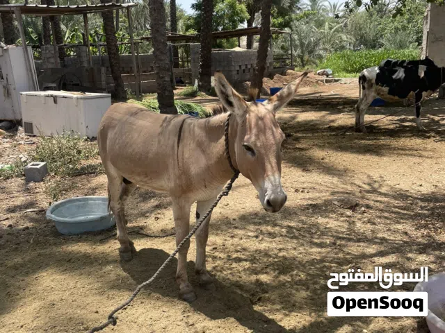 ابتاع ًًًًًًننن