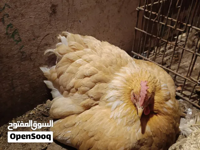 سلام عليكم   عندي بيض مشكل كوشن  لون ليومني لون اسود  مفتل وياهن كوشن
