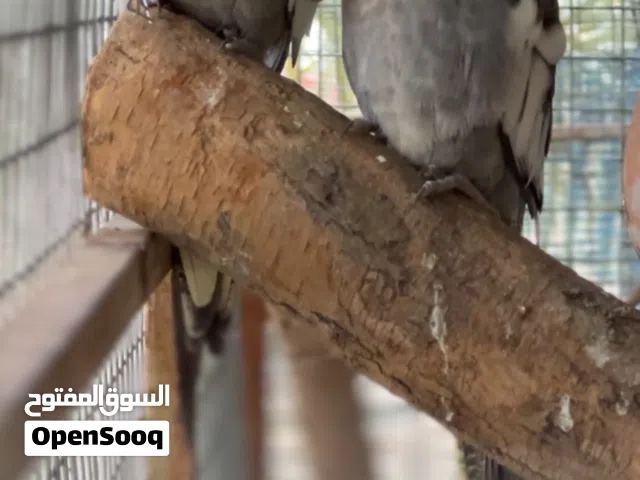 زوج كوكتيل محلي الذكر مغرد