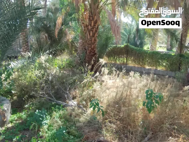 نخيل للبيع بالجمله كل نخله 10