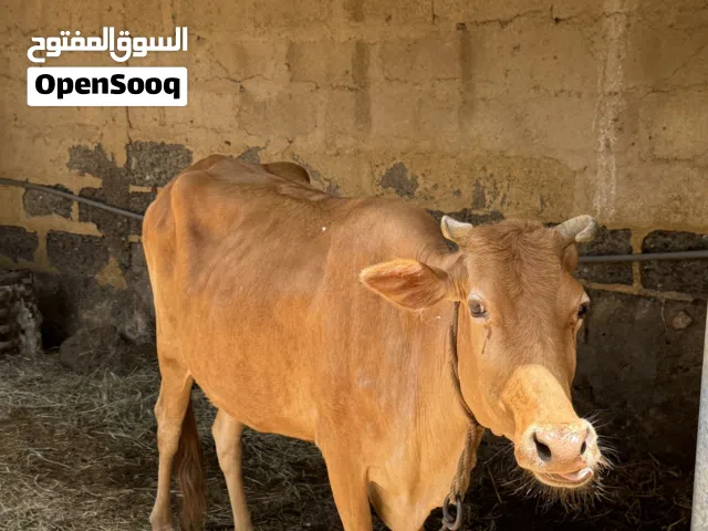 بقره للبيع