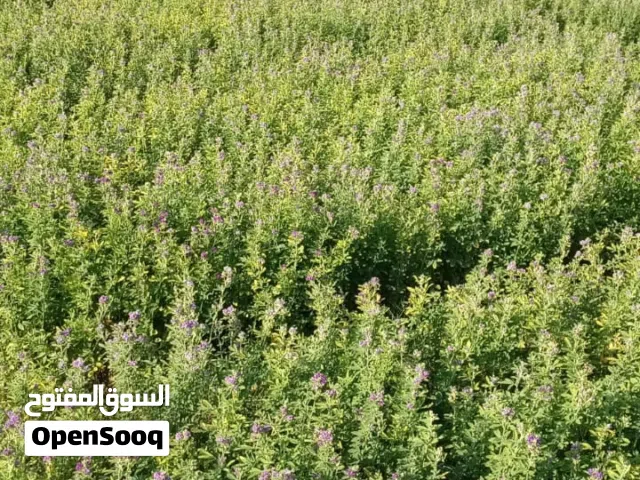 طعام للبيع