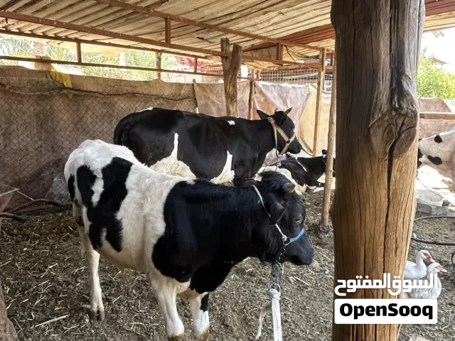 بقره مع انها للبيع لحم الانها ما طلب فحل وما بيها حليب