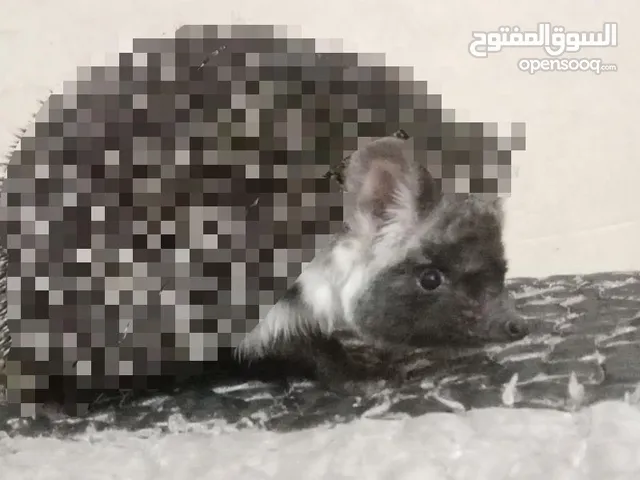 متوفر قنافذ بصحة ممتازة