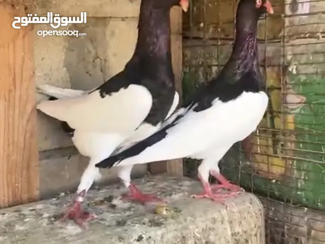 متاح جوز سلفر مستوى مميز