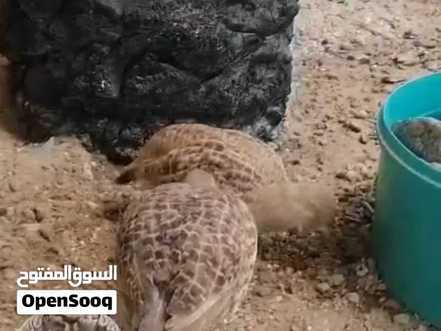 للبيع زوج صفارد باكستانيات