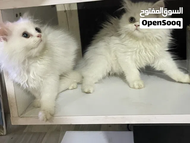 قطط للبيع عدد2