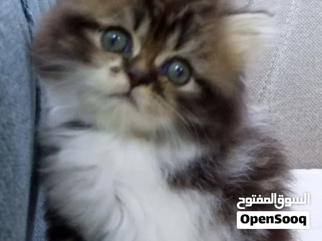 قطه انثى شانشيلا