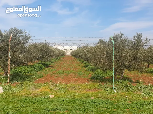 مزرعه مشيكة بمساحة 9.6 دونم في جنوب عمان