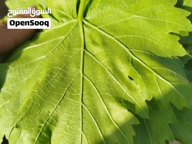 ورق عنب بلدي نخب اول