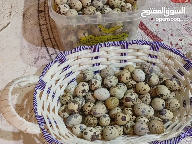 للبيع بيض فري او السمان منتج محلي