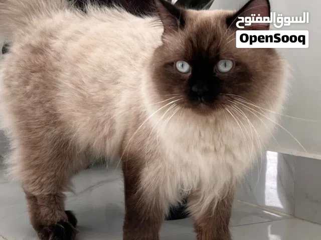 قط راغدول للتزاوج