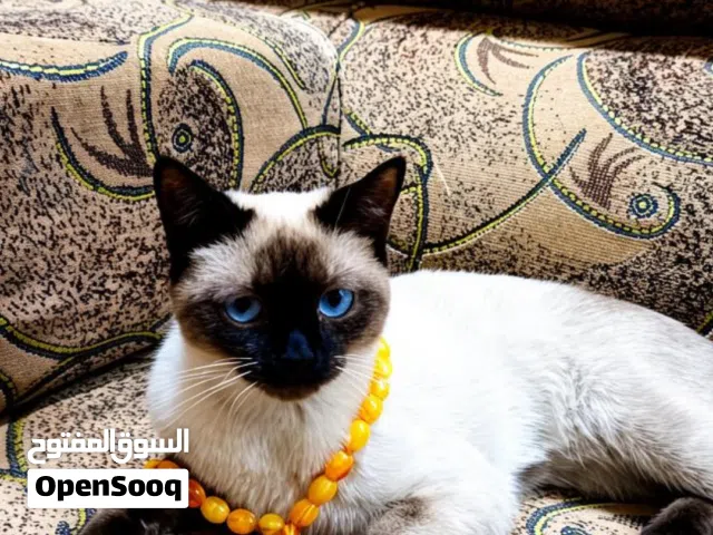 متاح نثية سيامي نقي عمر سنة او اقل صحةمتاح نثية سيامي نقي عمر سنة او اقل ص ونضافة 100/100 اقرة لوصف