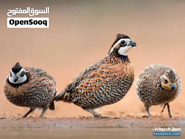 سمان بوب وايت للبيع