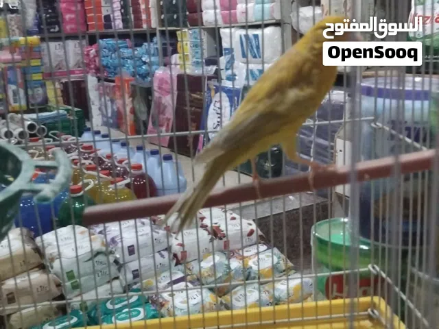 كنار طيرة جاسب للبيع