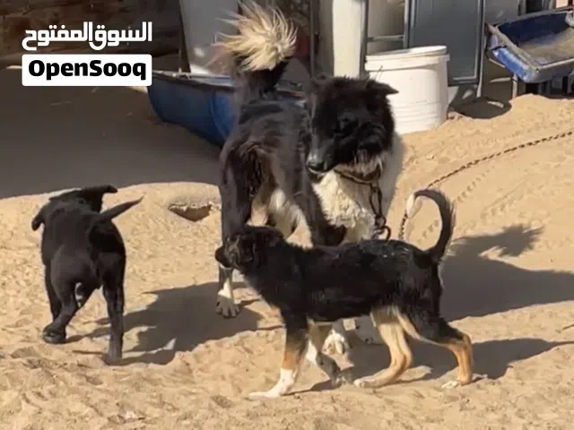 للبيع جراء بوردر كولي مكس