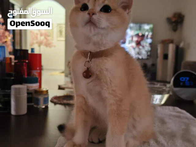 برتش قولدن شانشيلا قطط  females British Golden shanshila kitten اناث فقط