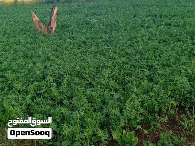 Farm Land for Sale in Tanta Other