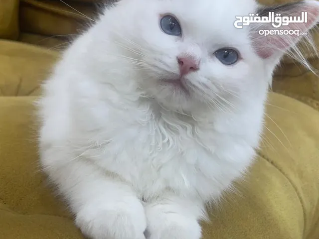 قطه انثى رغدول بيور دم صافي