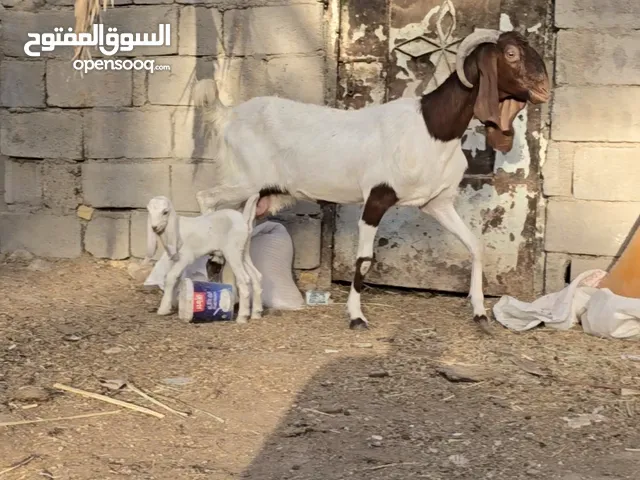 صخله أفغانيه اصيله وراها توم نثيه وفحل اصايل ثاني بطن توامه