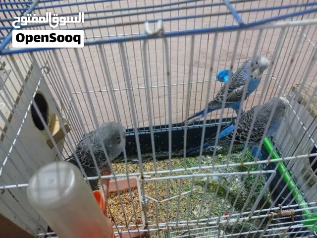 جوز حب شغالات تحتهم  بيض ومعهم فرخ كبير وذكر حب أخضر