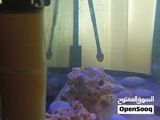 حوض سمك اجنبي