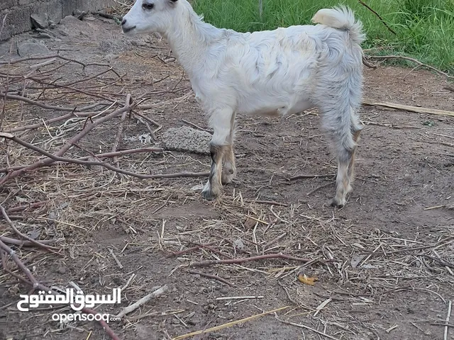 ذكر الماعز القزمي اليف قابل للتفاوض