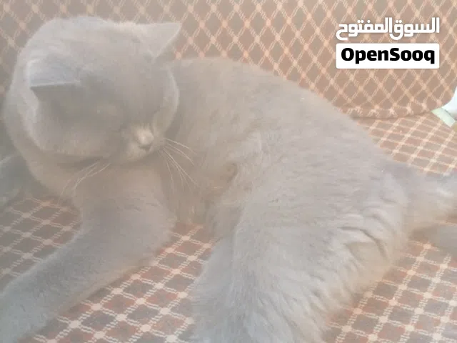 قط ذكر سكتش فولد