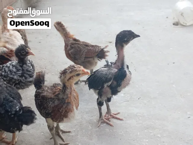 20 صوص نخب مكفولات الموقع الزرقا