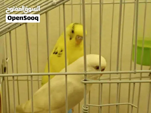 عصافير بجلينو