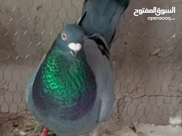 جوز زواجل معو ثلاث فراخ واحد مفطوم