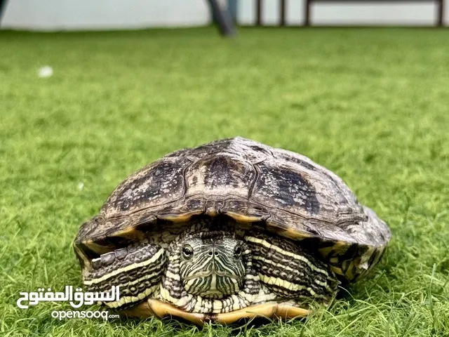 سلحفاة برمائية أليفة للبيع